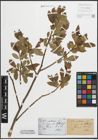 Foto von Salix pentandra L.